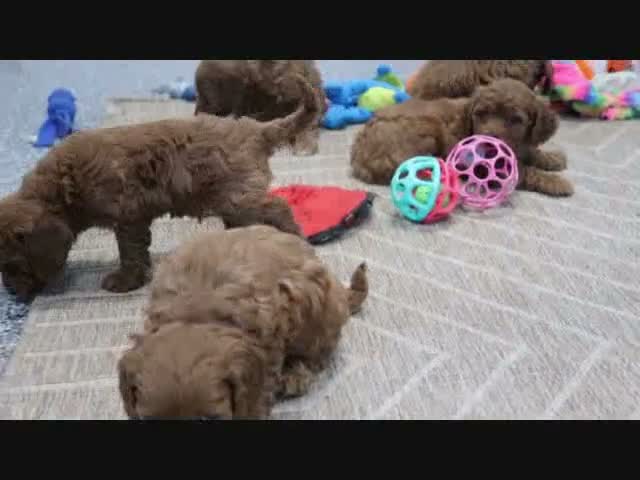 Mini Goldendoodle dogs for sale: Marla - Video 4
