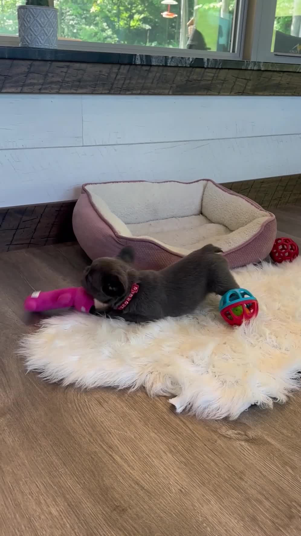 French Bulldog dogs for sale: Loki - Video 1