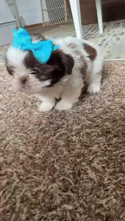 Shih Tzu dogs for sale: Nicole - Video 1