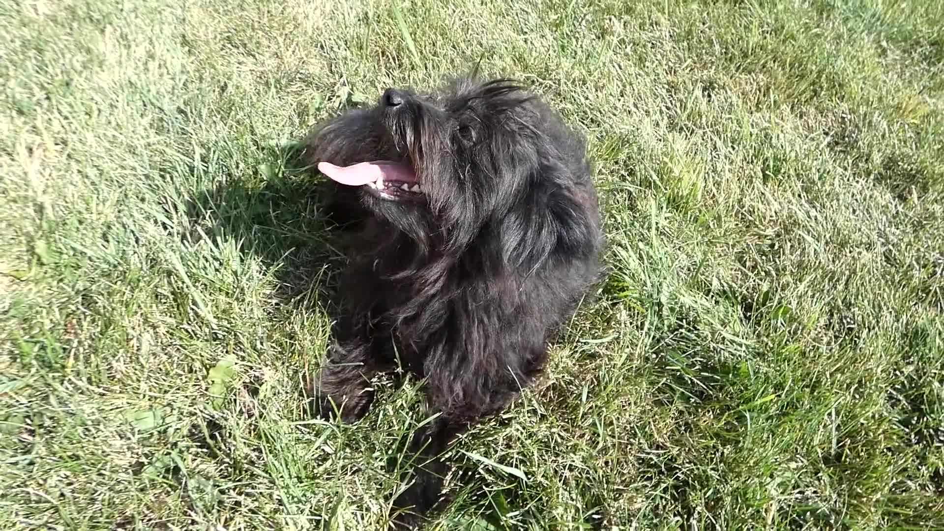 Pomapoo dogs for sale: Pomapoo 2 Mars - Video 1