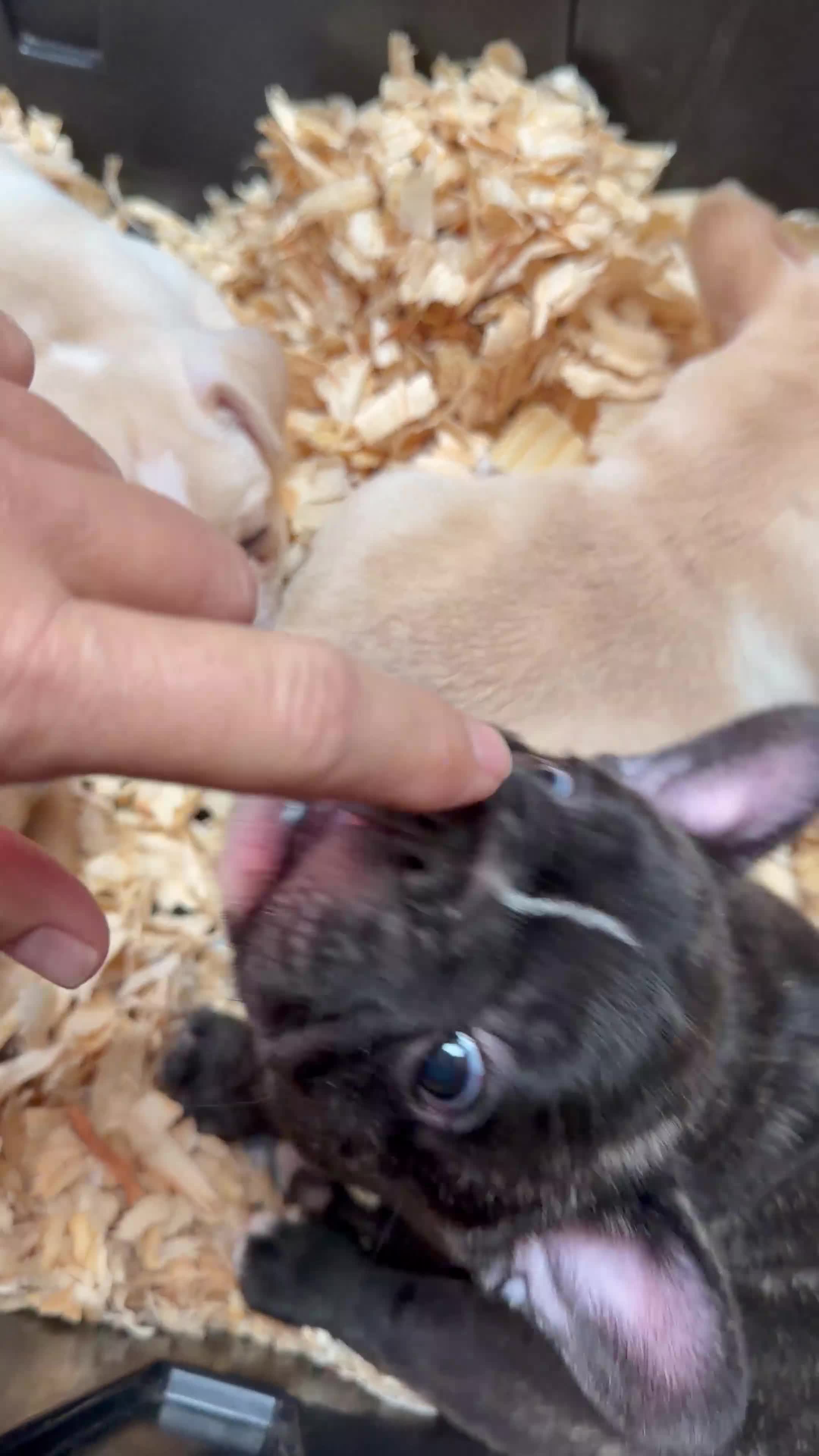 French Bulldog dogs for sale: French Bulldog Puppy 1 - Video 1