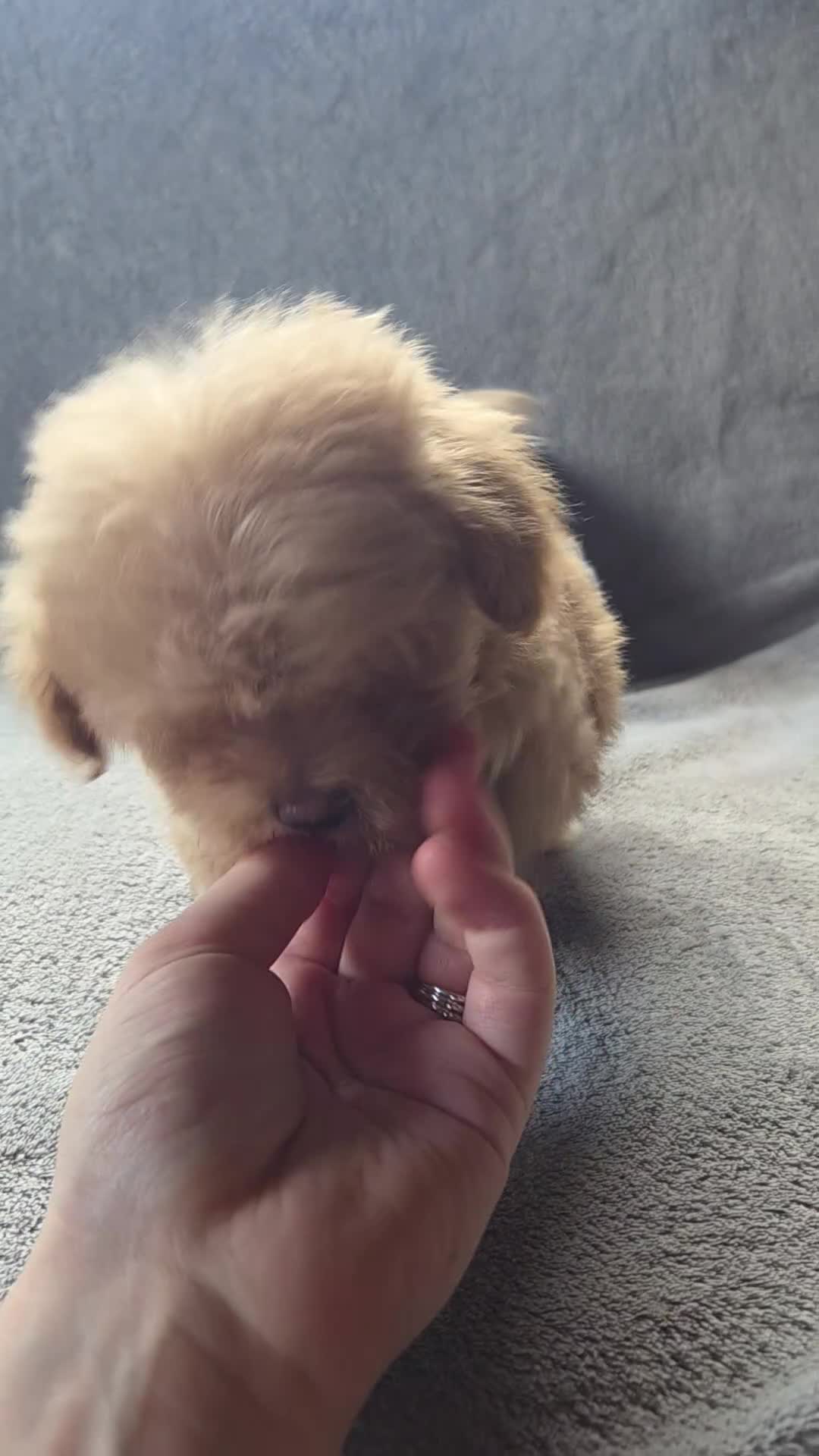 Maltipoo dogs for sale: Theadore - Video 1