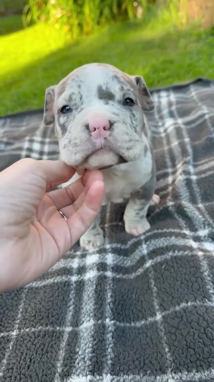 American Bully dogs for sale: Halo - Video 1