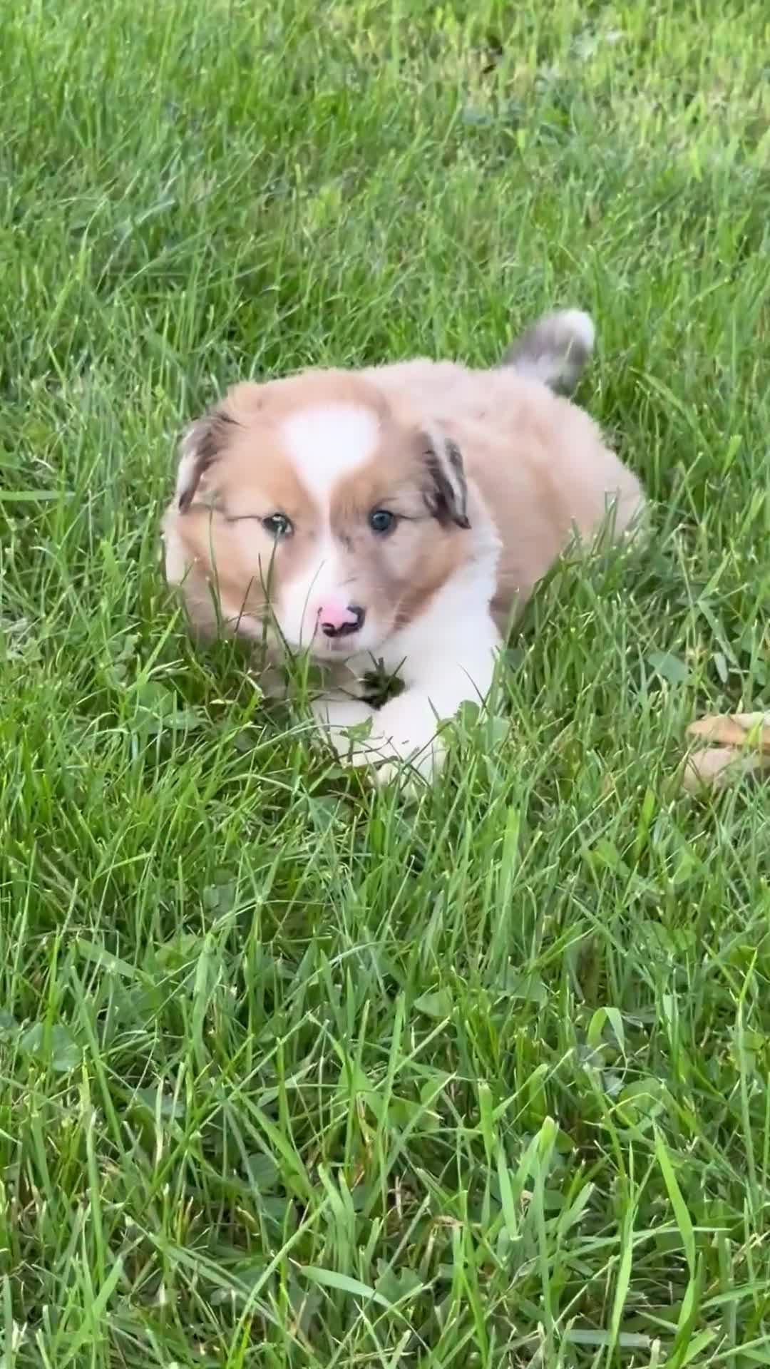 Mixed Breed dogs for sale: Mixed Breed 1 - Video 1