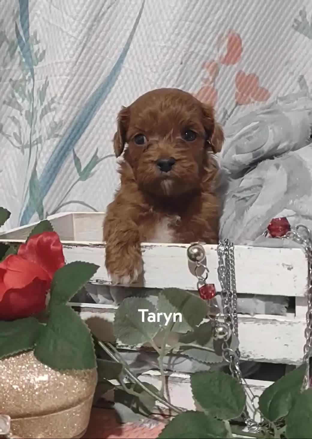 Cavapoo dogs for sale: Cavapoo 2 Tanner - Video 2