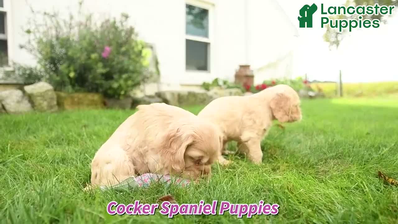 English Cocker Spaniel dogs for sale: Wilfred - Video 1