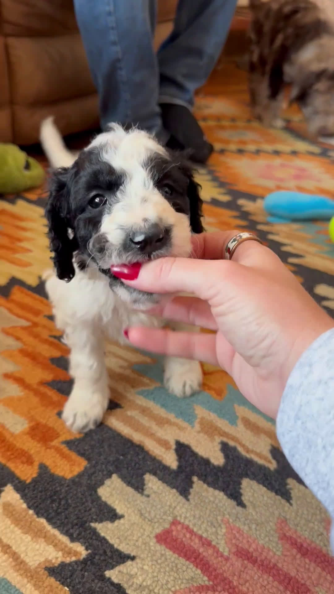 Mixed Breed dogs for sale: Patty - Video 1