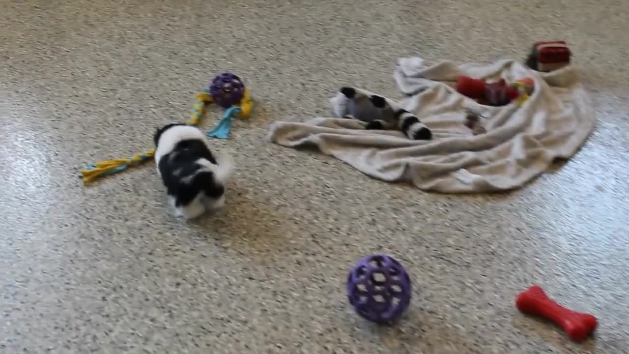 Shih Tzu dogs for sale: Imperial Smurf - Video 1