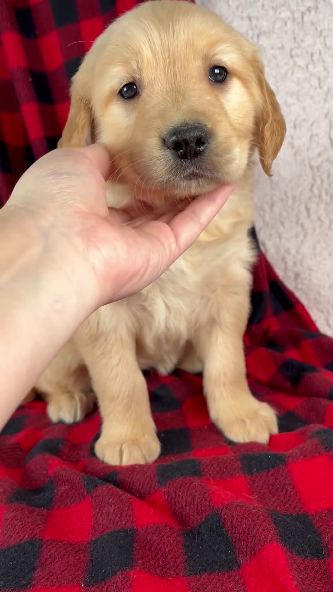 Golden Retriever dogs for sale: Tessa - Video 1