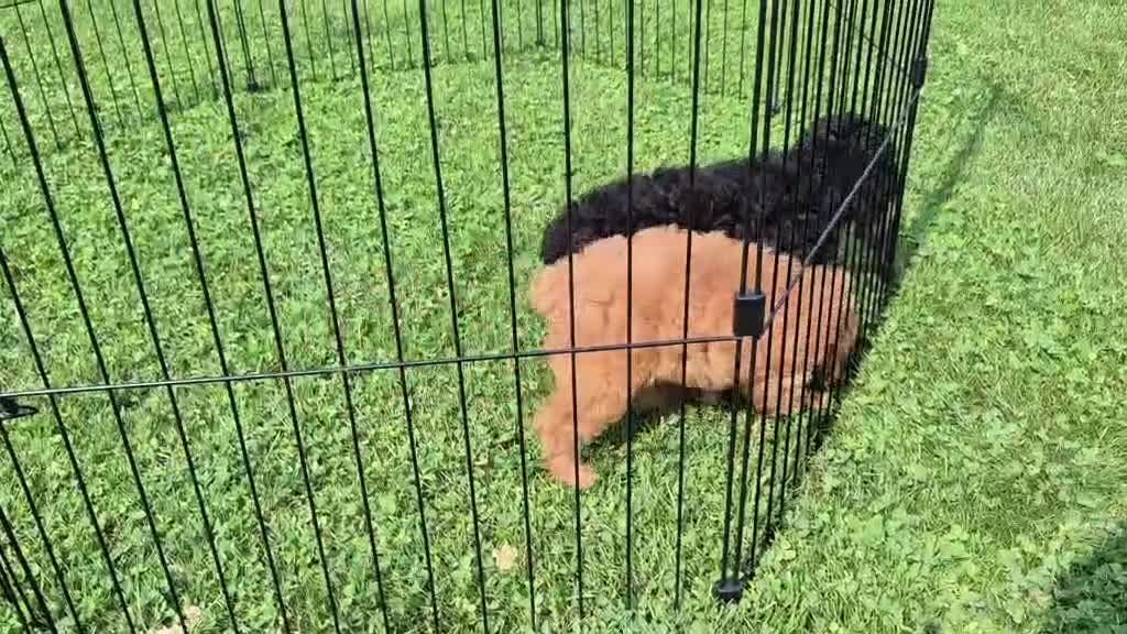 Cockapoo dogs for sale: Cockapoo 2 - Video 1