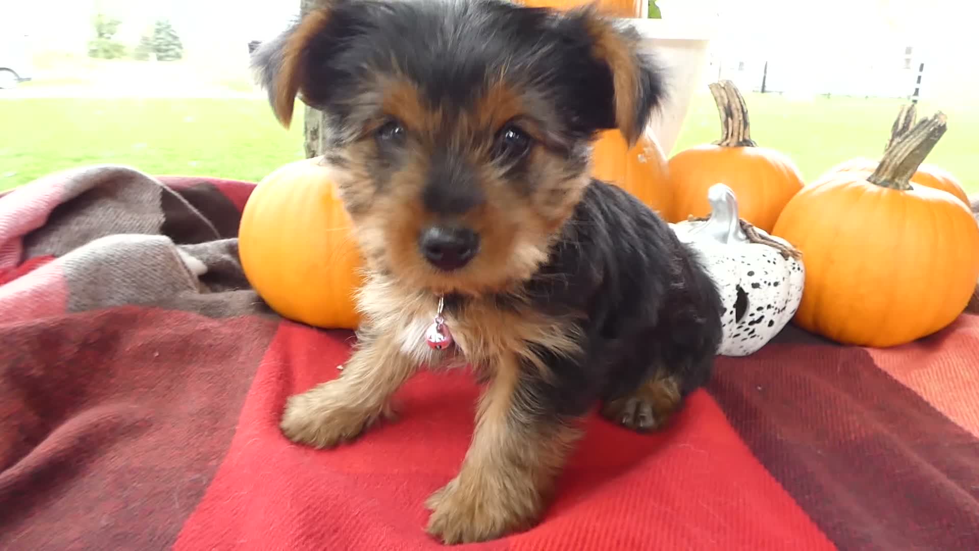 Yorkshire Terrier dogs for sale: Yorkshire Terrier 4 Marcy - Video 1