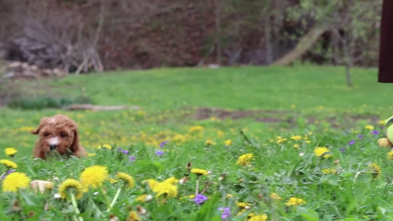 Standard Poodle dogs for sale: Molly - Video 1