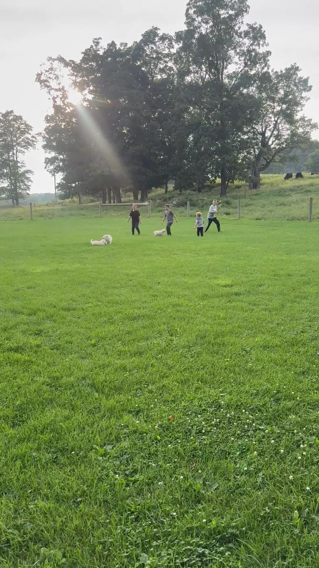 Golden Retriever dogs for sale: Pickles  - Video 1