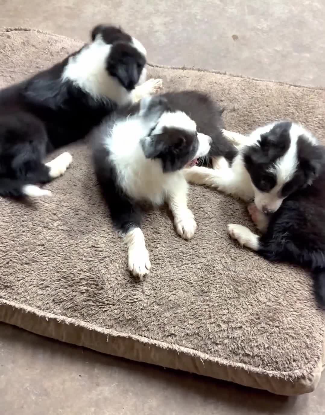 Mixed Breed dogs for sale: Border Aussie 1 - Video 1