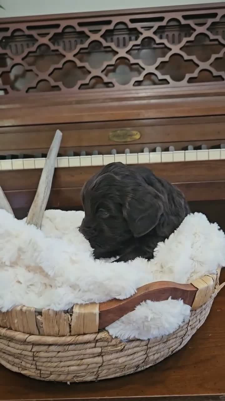Portuguese Water Dog dogs for sale: Drake - Video 1
