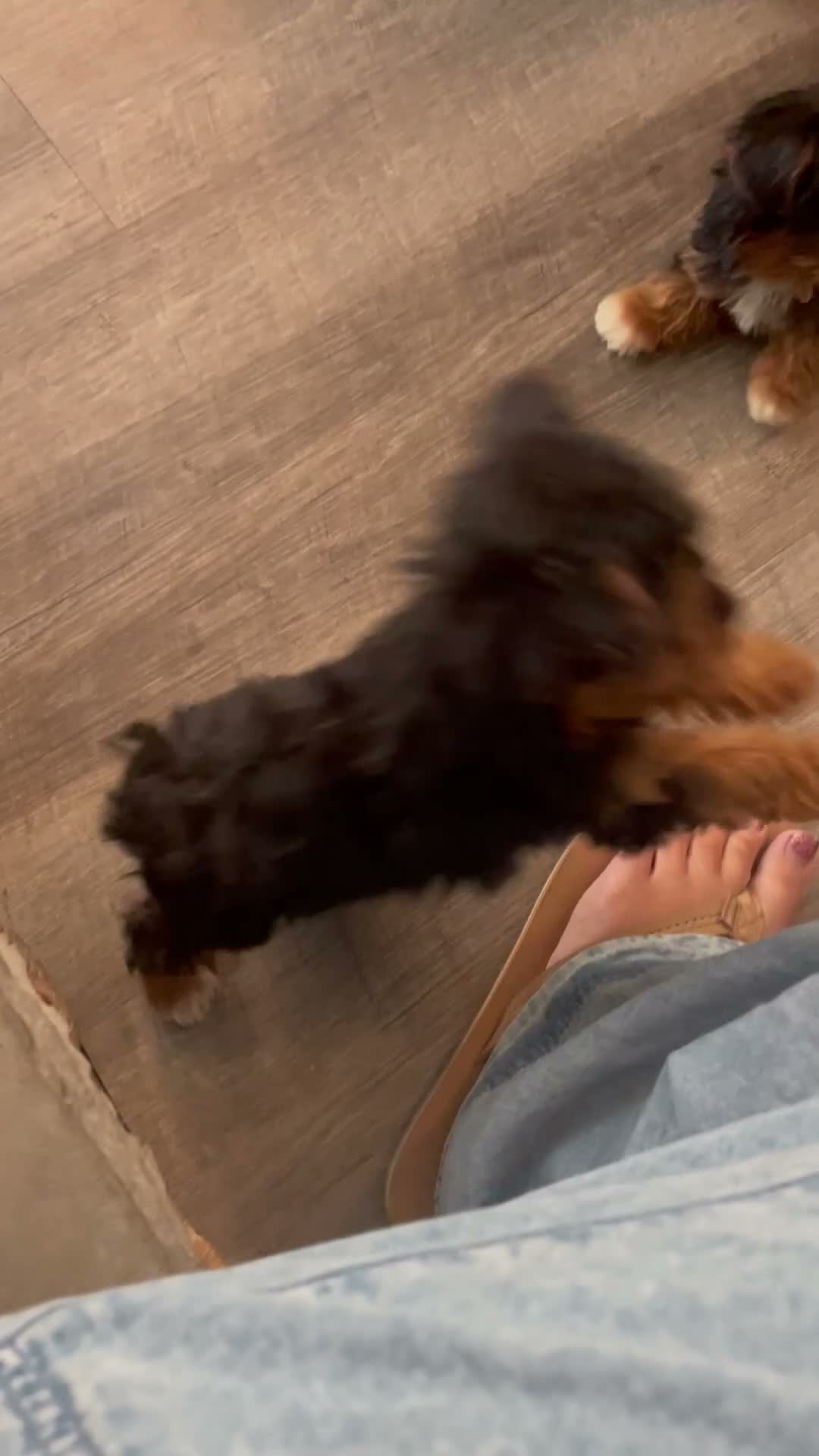 Morkie dogs for sale: Teacup Talia - Video 1