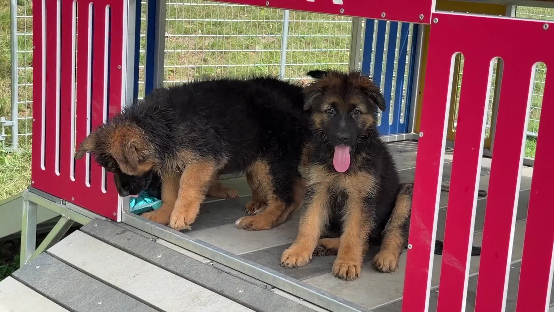 German Shepherd dogs for sale: Odelia - Video 2