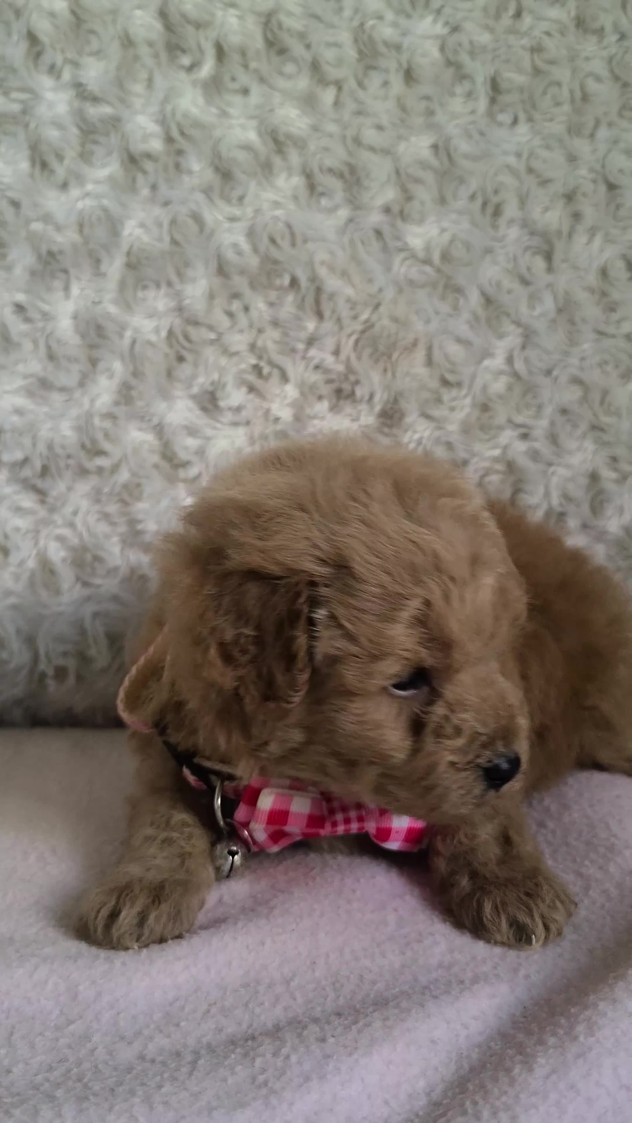 Mini Goldendoodle dogs for sale: Inez - Video 1