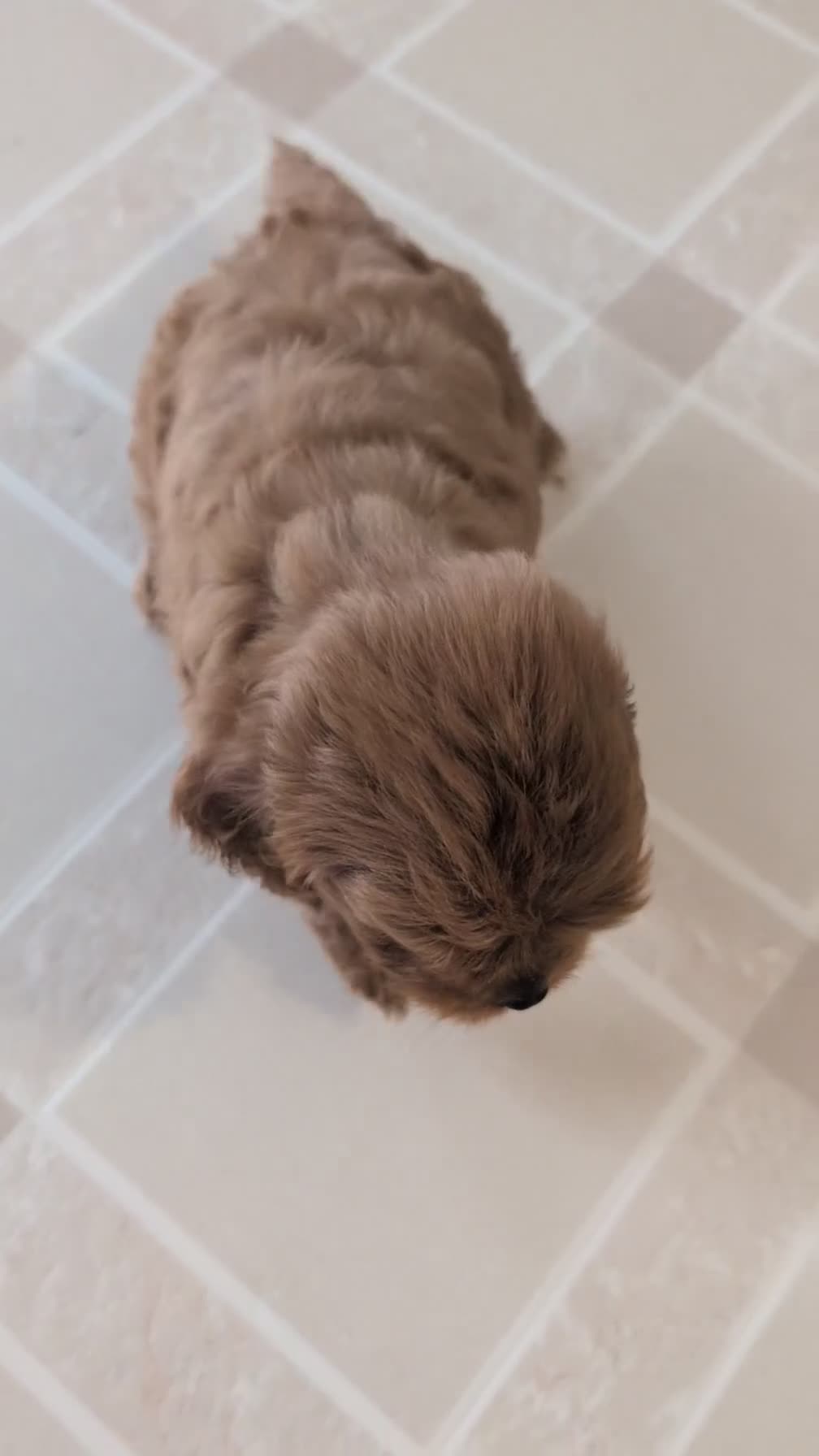 Cavapoo dogs for sale: Teddy - Video 1