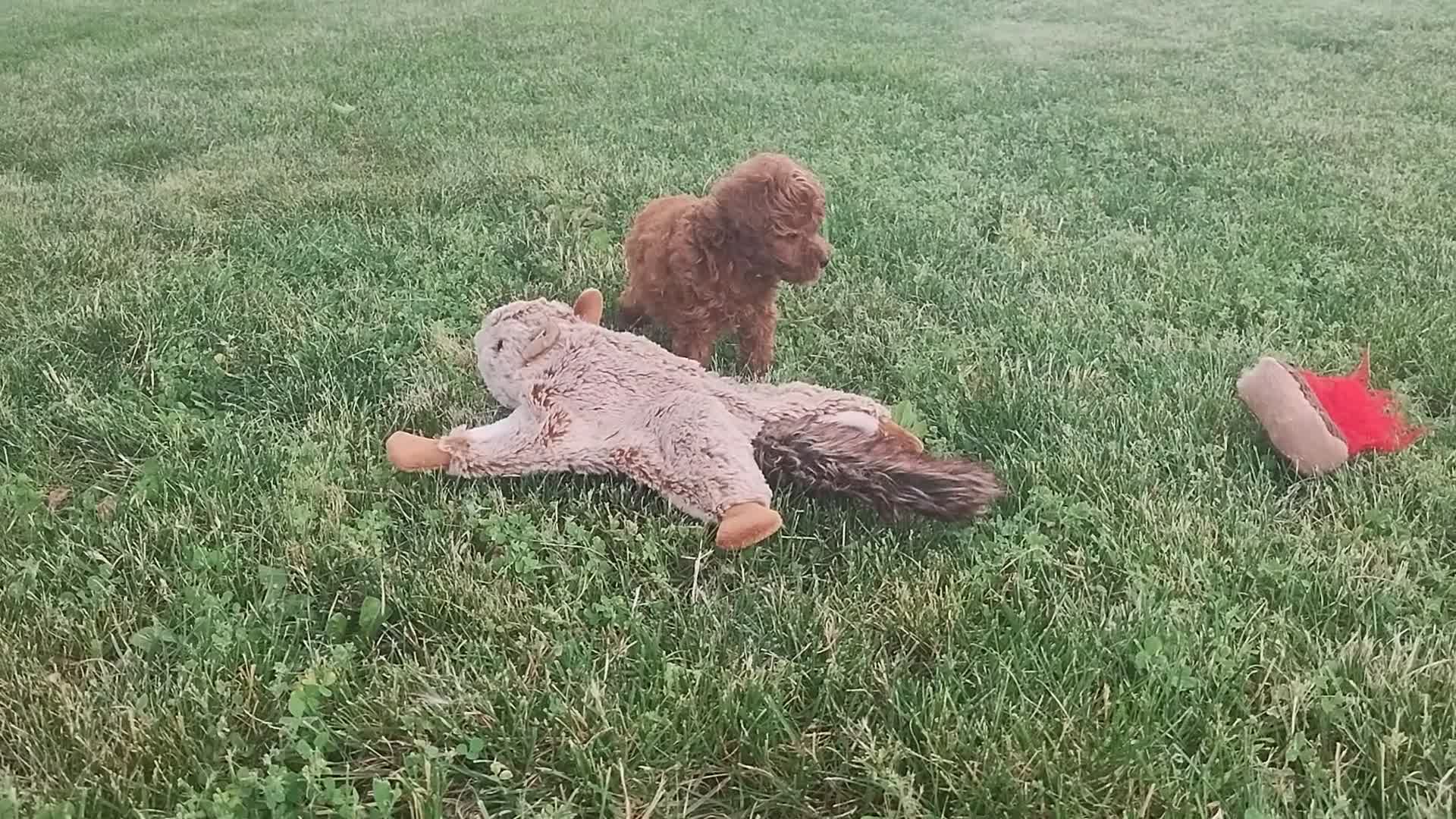 Toy Poodle dogs for sale: Amber - Video 1