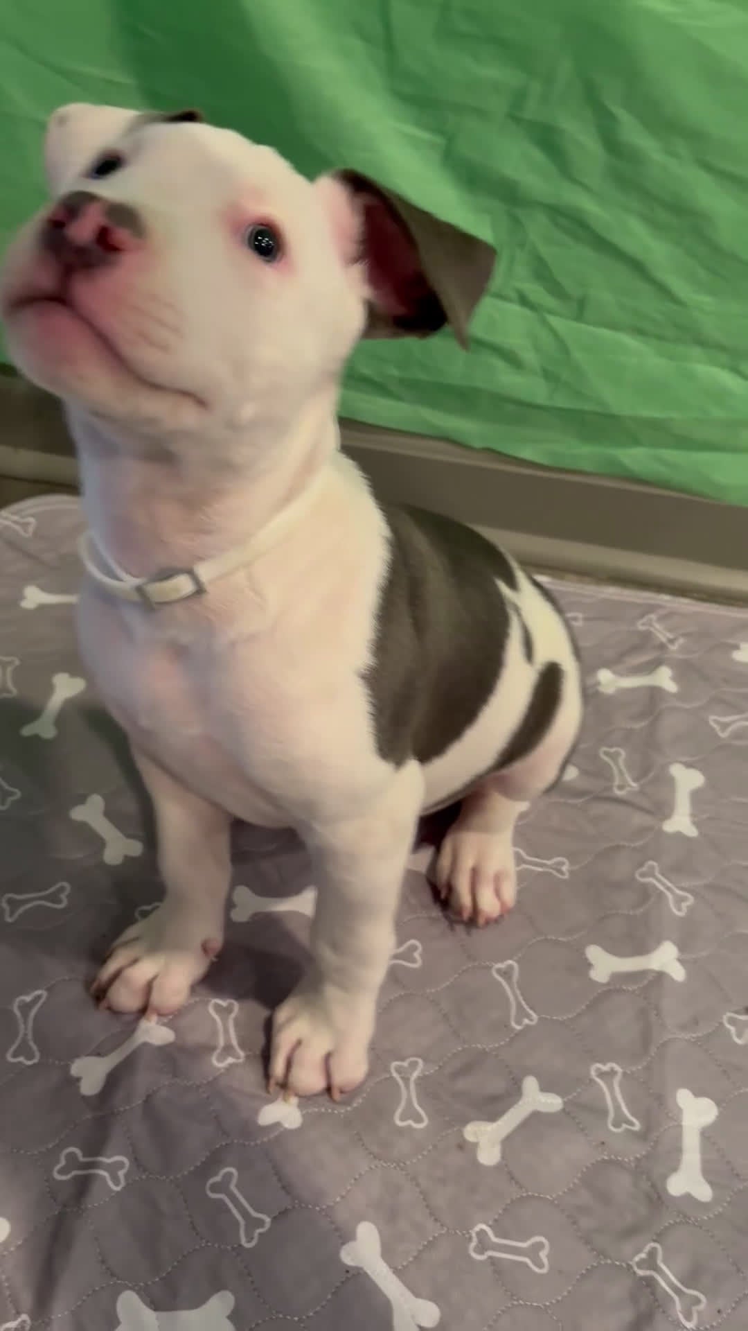 Mixed Breed dogs for sale: BullyPit Puppy (Kujo) - Video 1