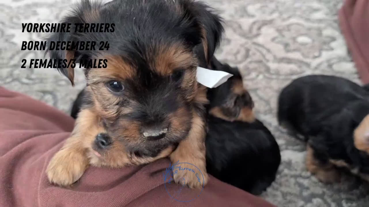 Yorkshire Terrier dogs for sale: Axel - Video 3
