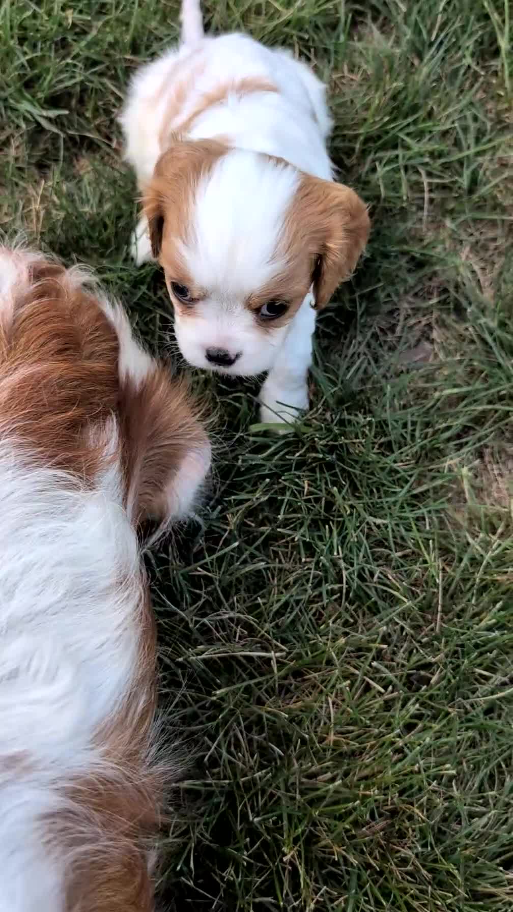 Cavalier King Charles Spaniel dogs for sale: Lady - Video 1