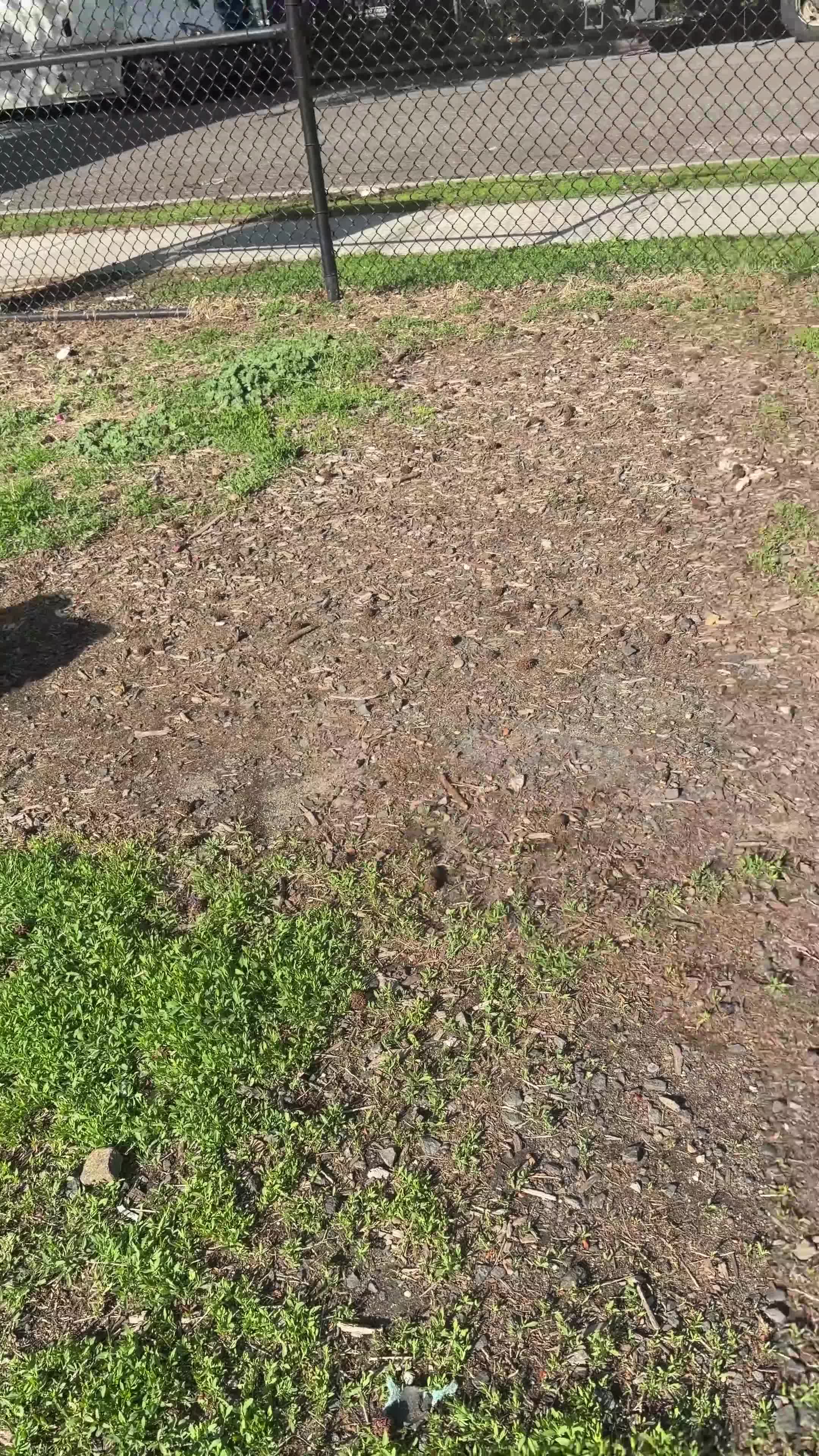 Pomapoo dogs for sale: Cheerio - Video 5
