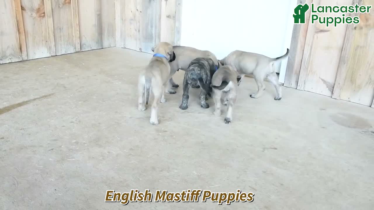English Mastiff dogs for sale: Lynette - Video 1