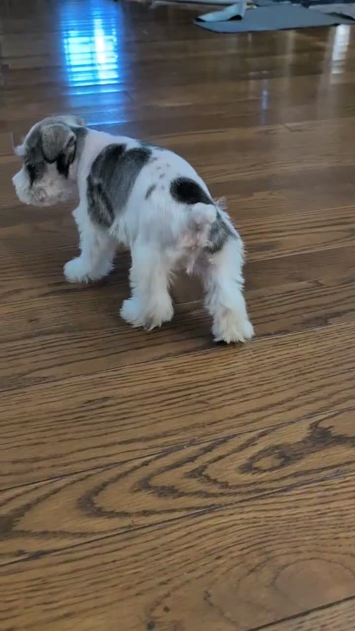 Miniature Schnauzer dogs for sale: Zion - Video 1