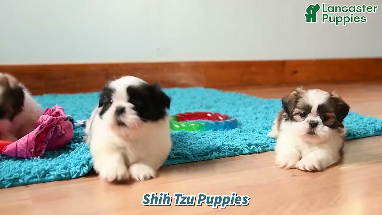 Shih Tzu dogs for sale: Cinnamon - Video 1
