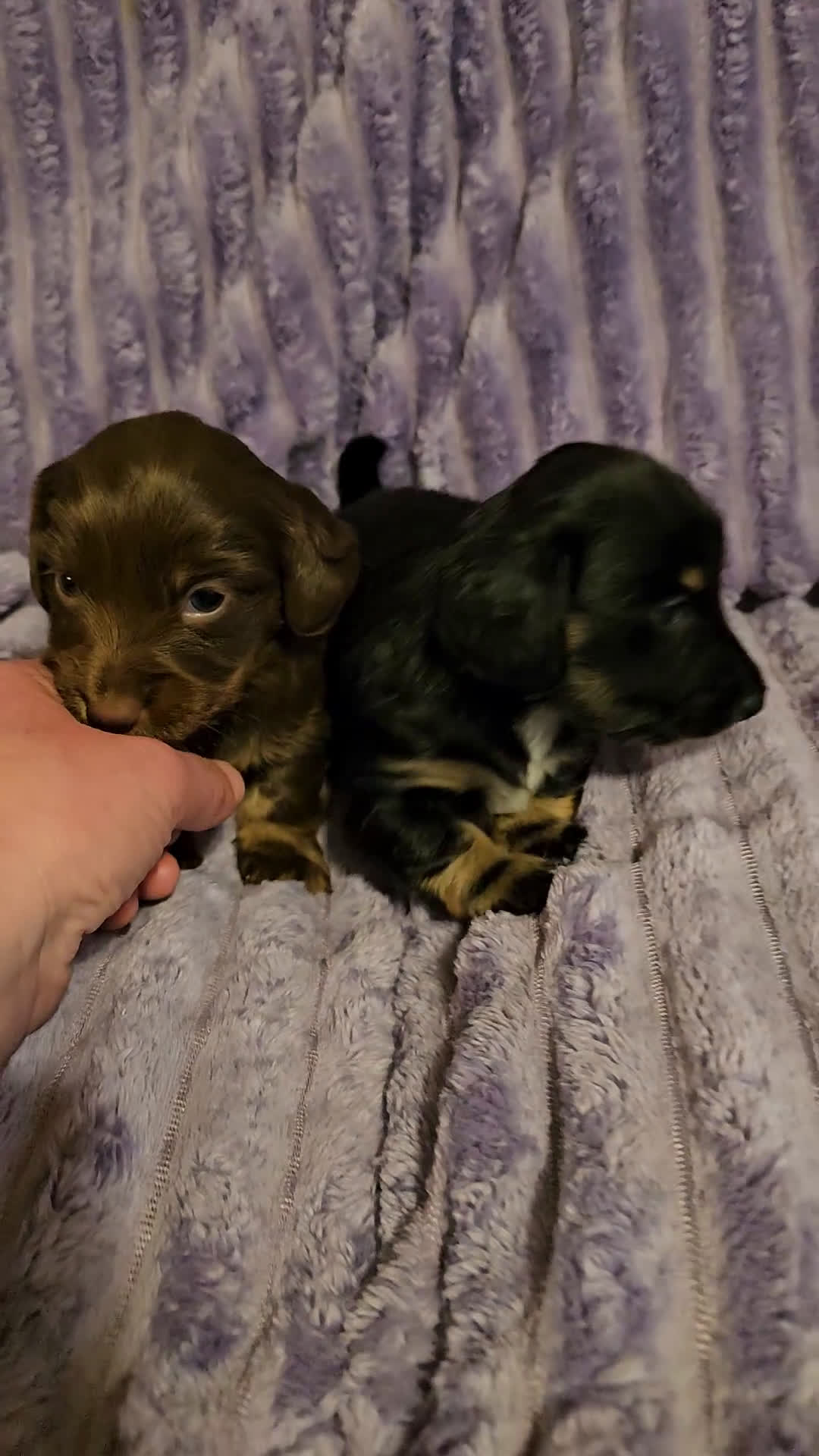 Miniature Dachshund dogs for sale: Milo - Video 1
