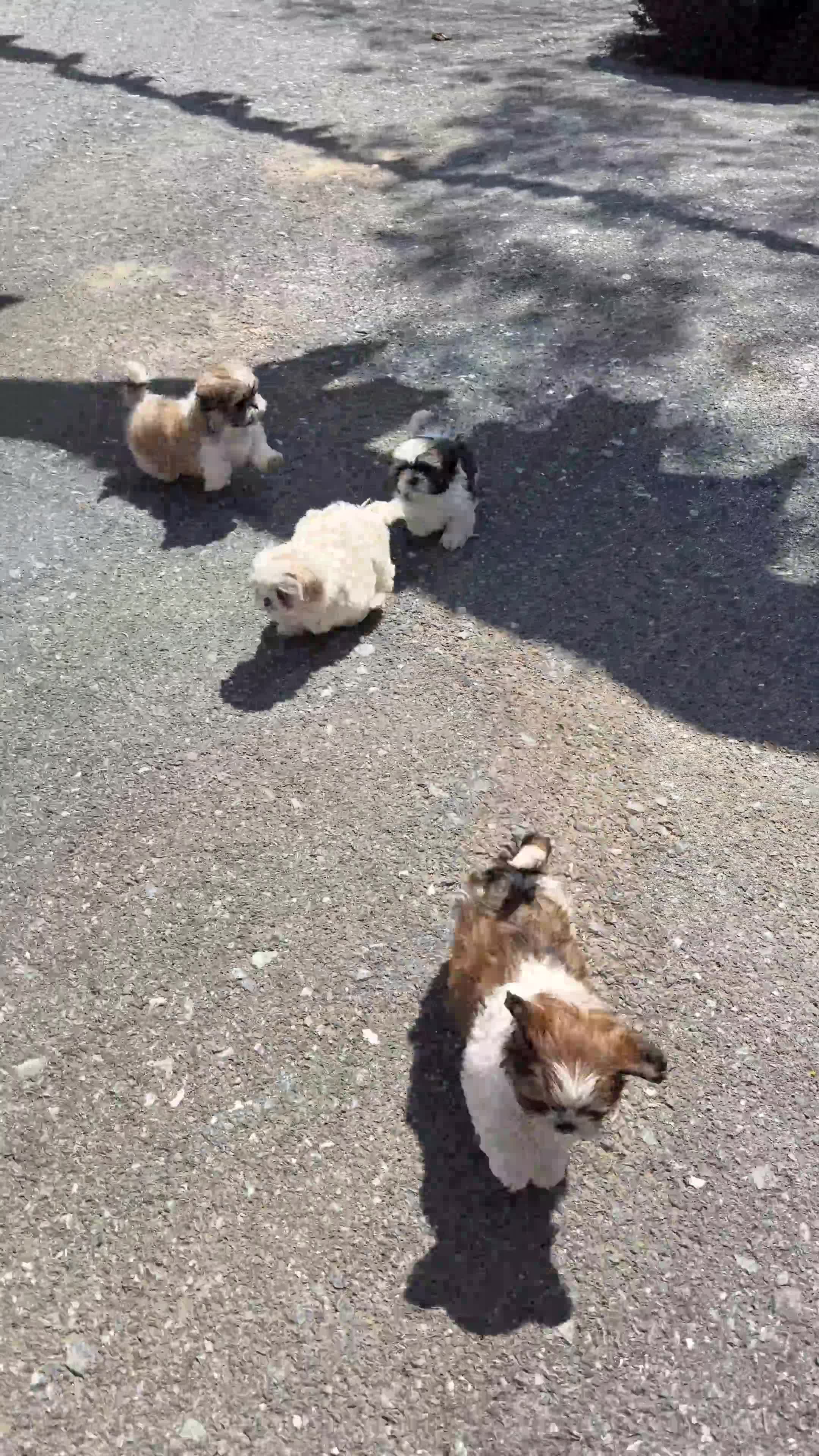 Shih Tzu dogs for sale: Champ - Video 1