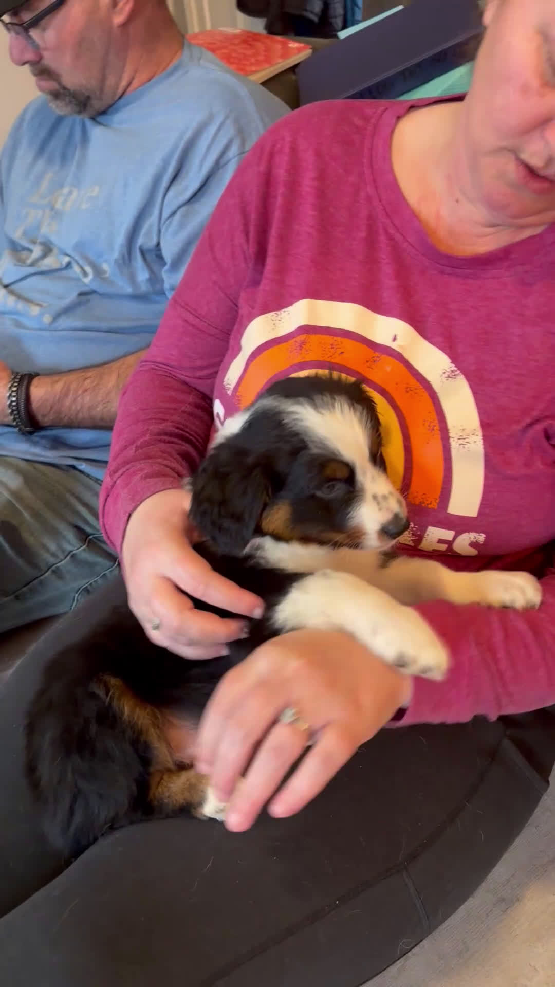 Australian Shepherd dogs for sale: Anchor - Video 1