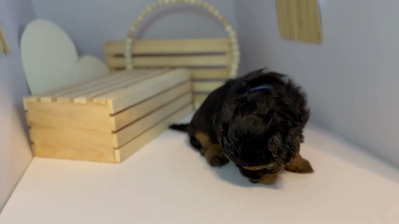 Mixed Breed dogs for sale: Prince - Video 2