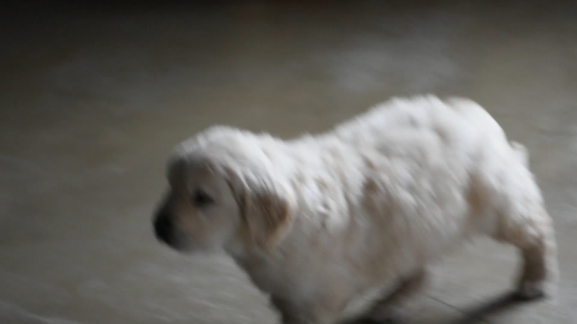 Golden Retriever dogs for sale: Cleo Genetic/OFA  - Video 1