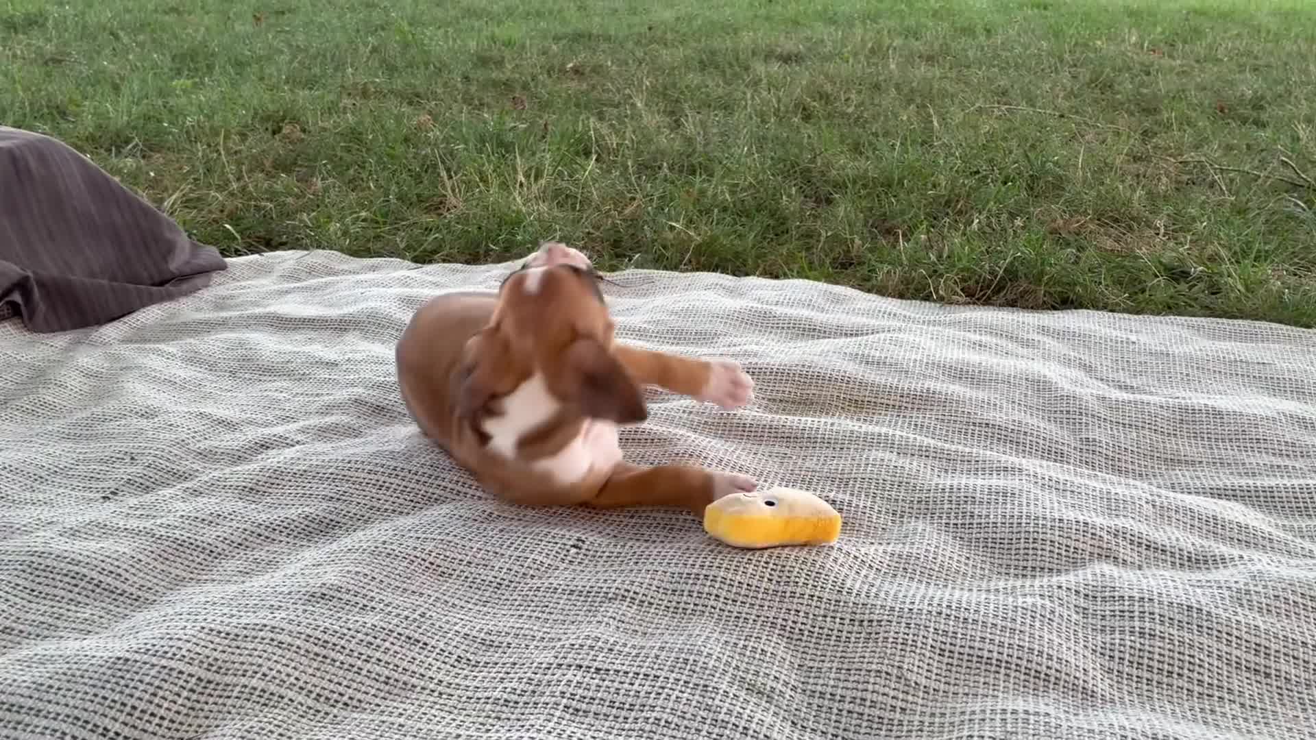 Boxer dogs for sale: Cash - Video 1