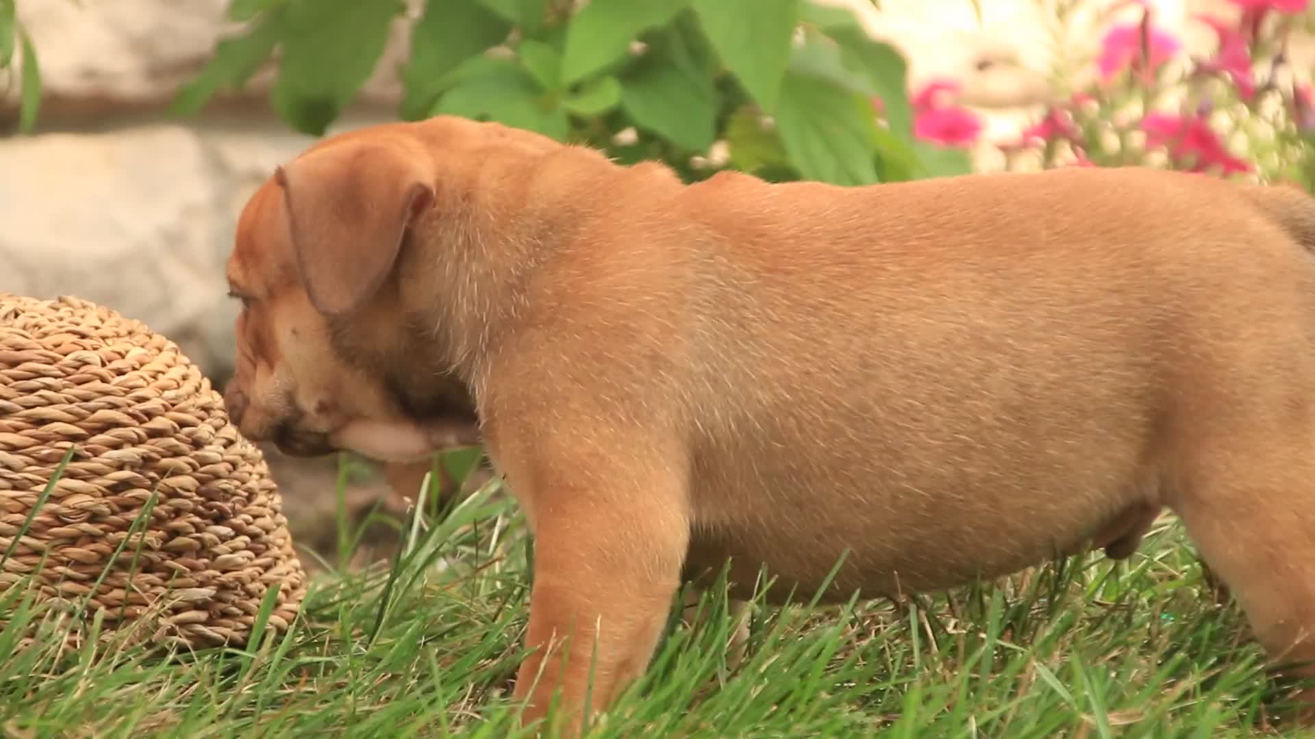 English Bulldog dogs for sale: Titus English Bulldog  - Video 1