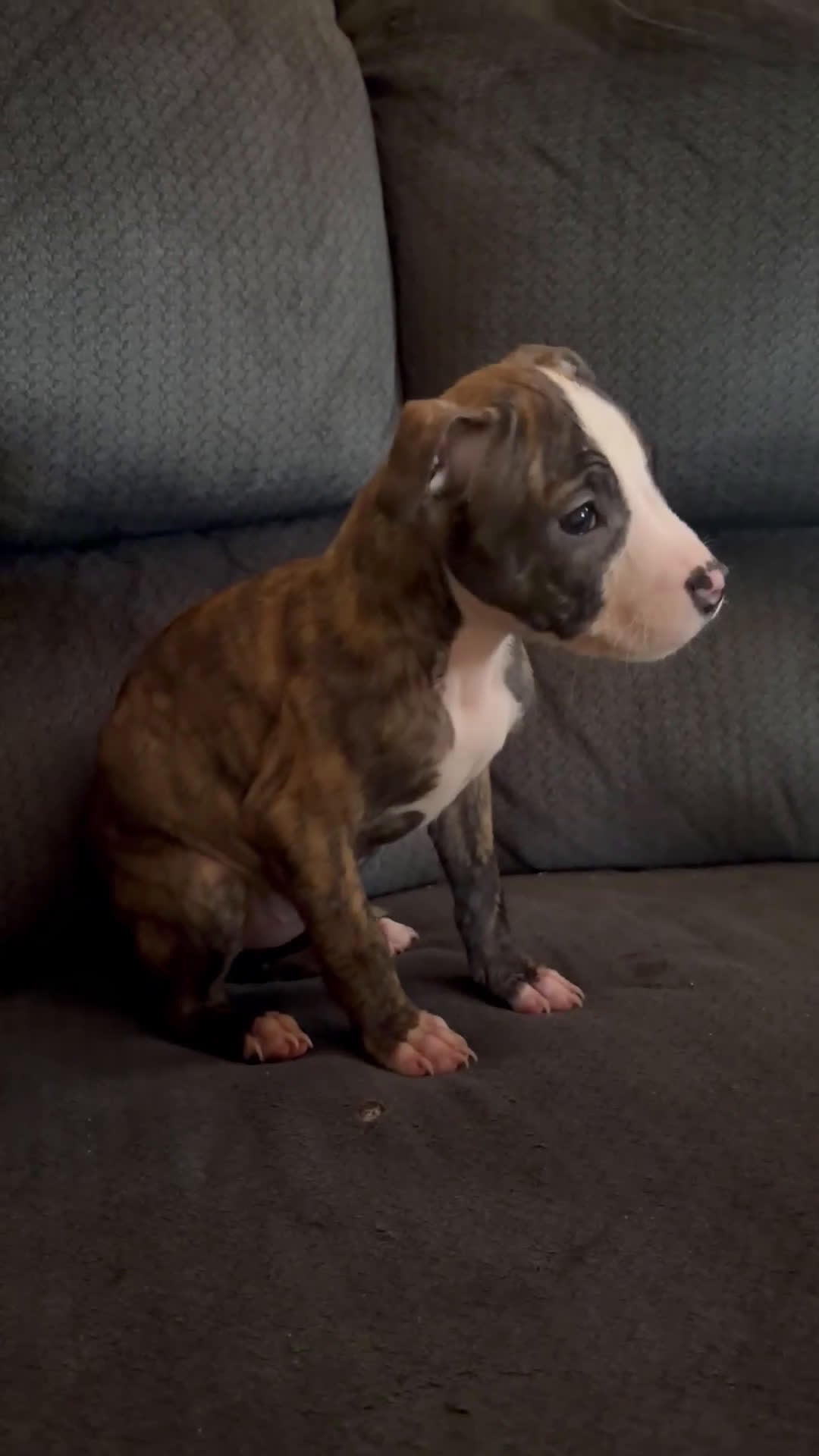American Pit Bull Terrier dogs for sale: Nina  - Video 2