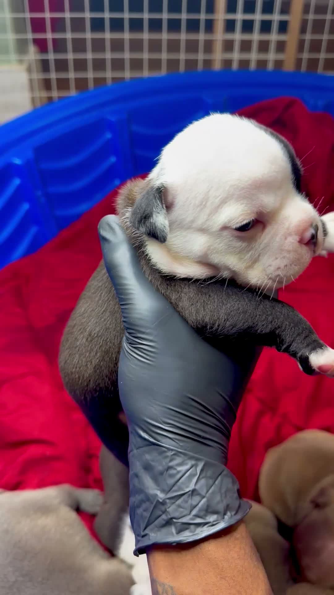American Bully dogs for sale: Blue-coated female - Video 4