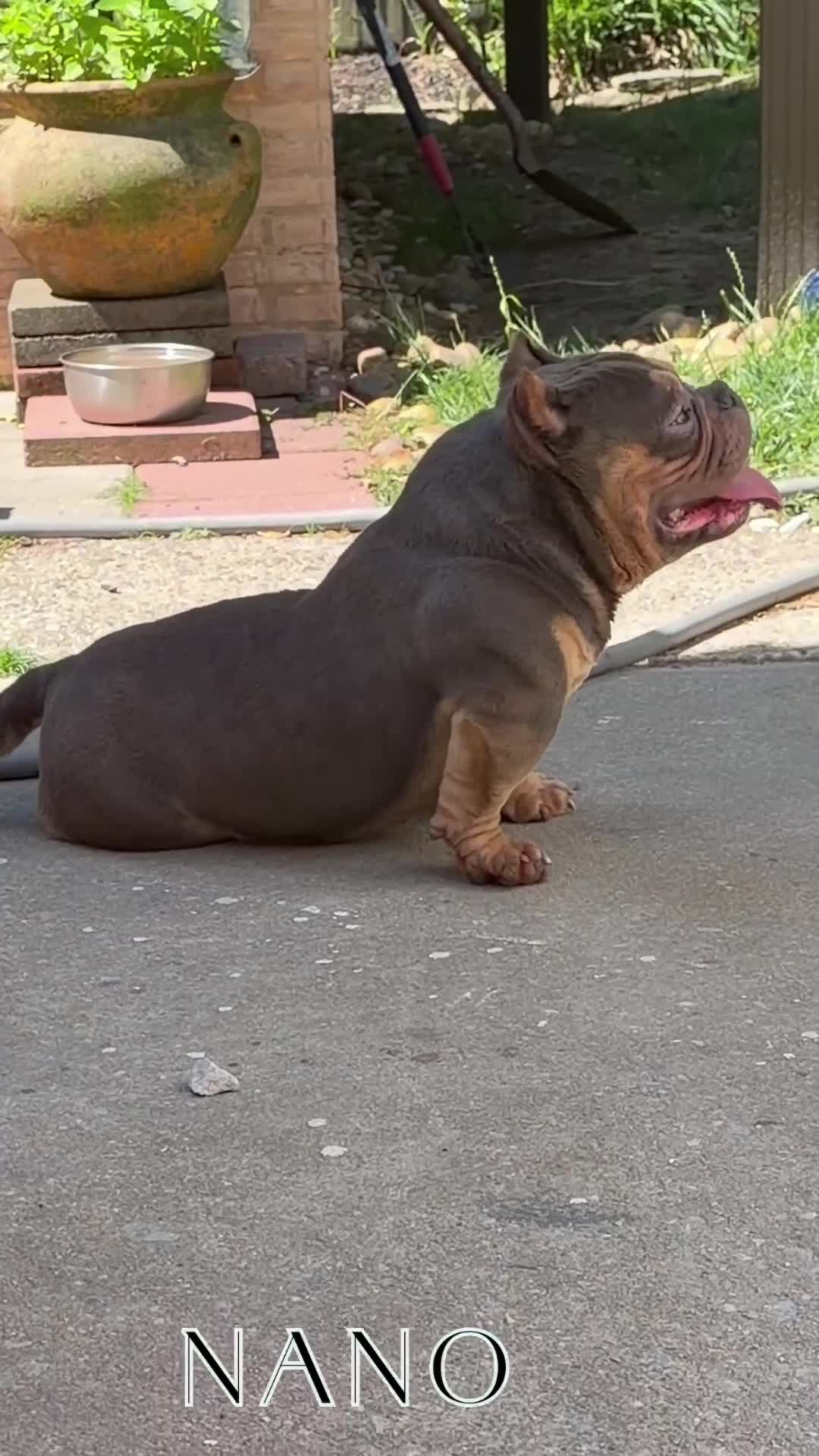 American Bully dogs for stud: Bones  - Video 2