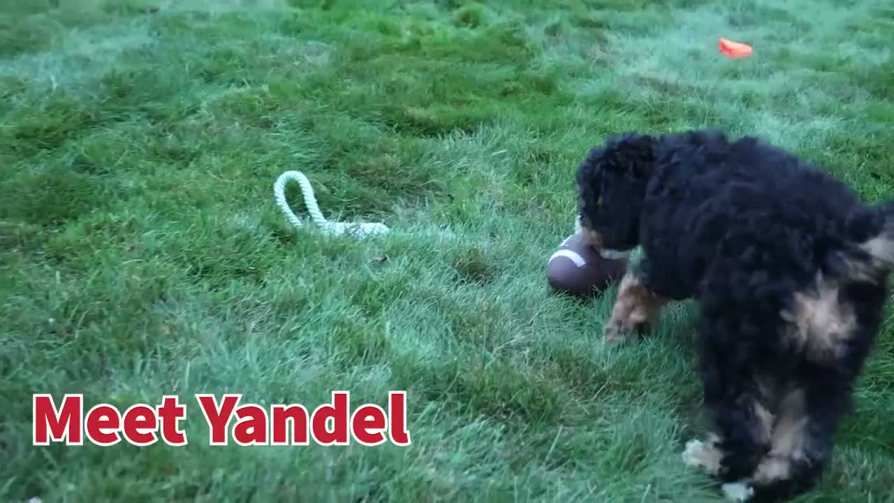 Mini Bernedoodle dogs for sale: Yandel 🦴 - Video 1