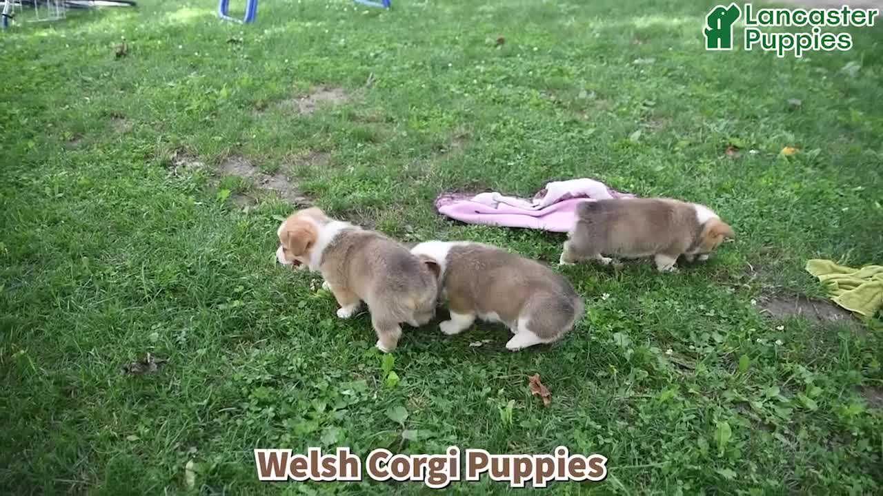 Welsh Corgi Pembroke dogs for sale: Pepper - Video 1