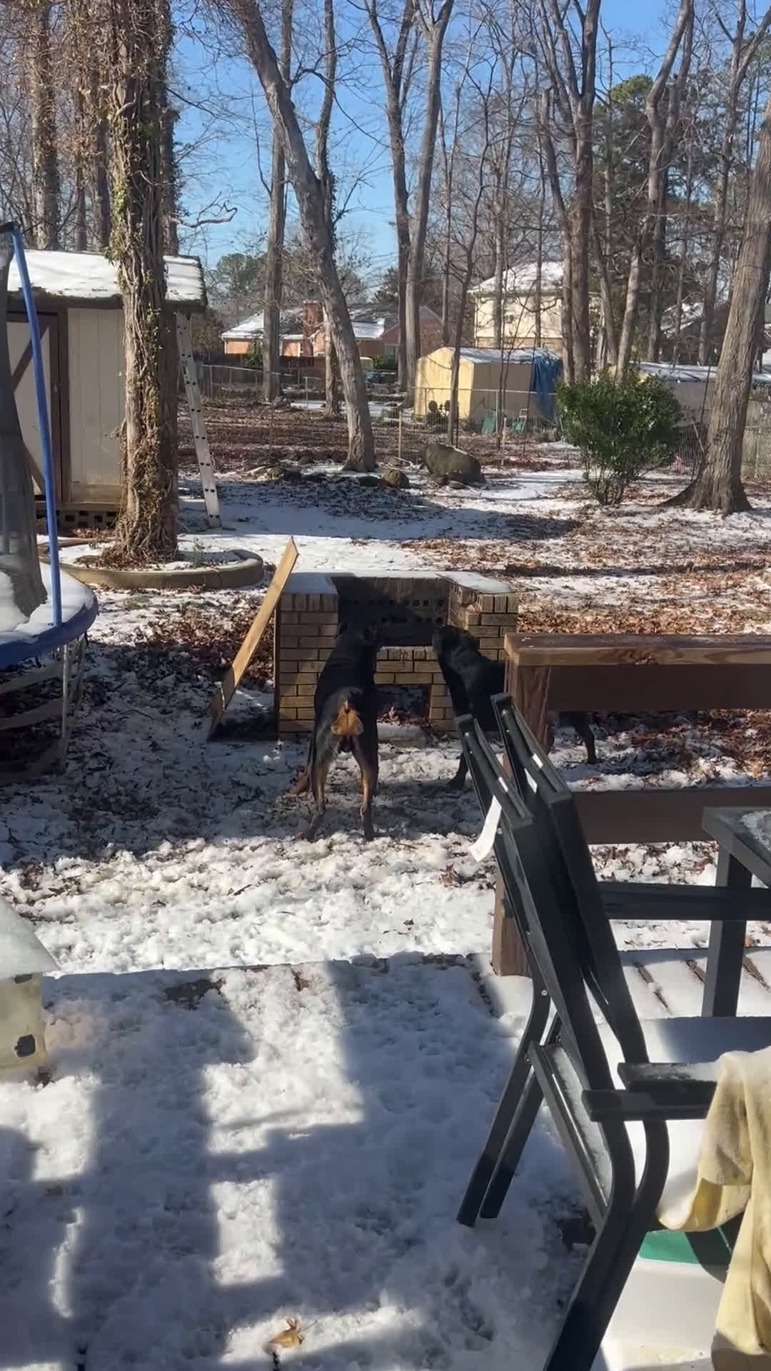 Rottweiler dogs for stud: Bones - Video 1