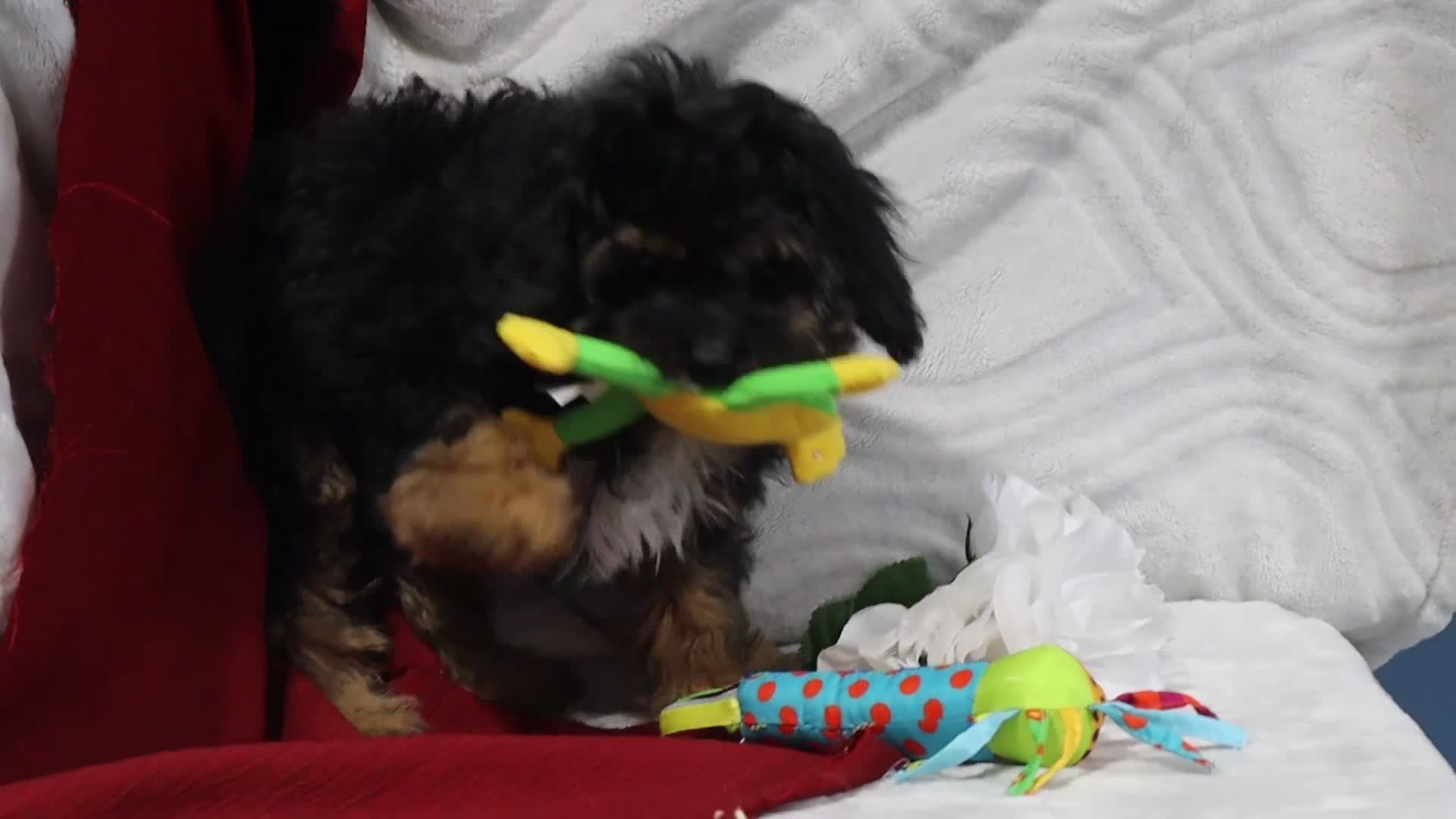 Cavapoo dogs for sale: River - Video 1