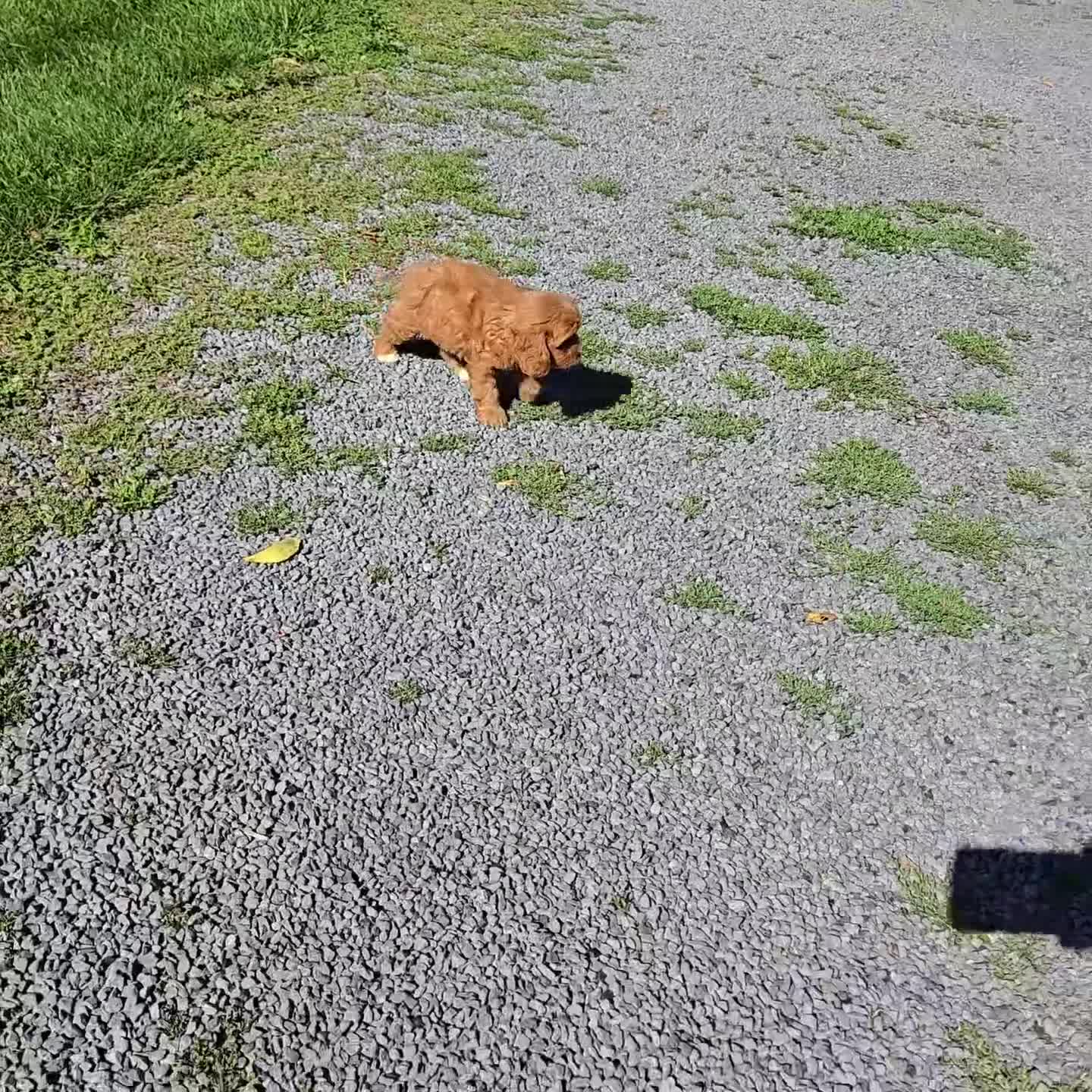 Cavapoo dogs for sale: Shelly - Video 1
