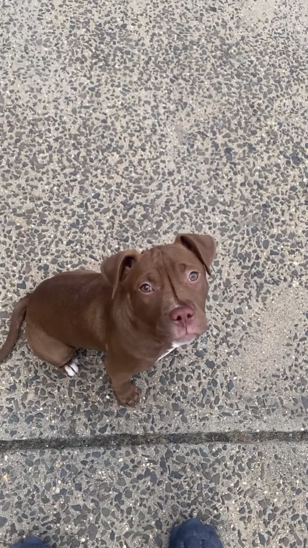 American Pit Bull Terrier dogs for sale: American Pit Bull Terrier Puppy 1 - Video 1