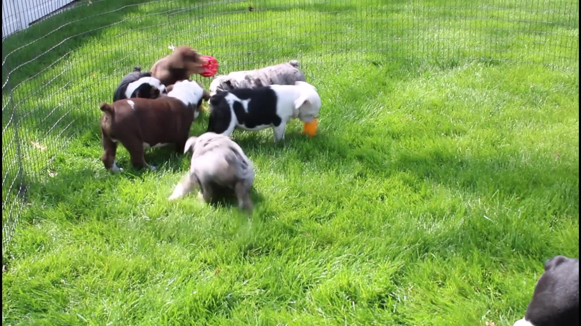 English Bulldog dogs for sale: Mabel - Video 2