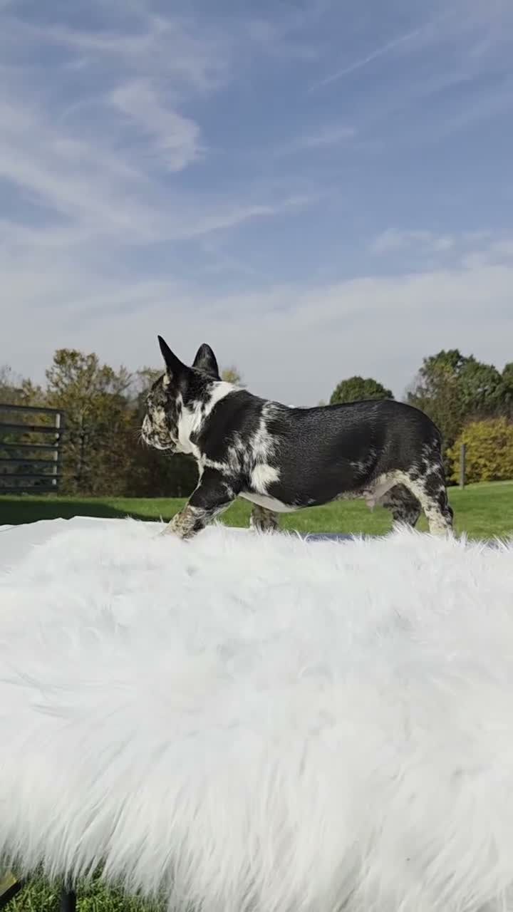 Mixed Breed dogs for sale: Teddy - Video 1