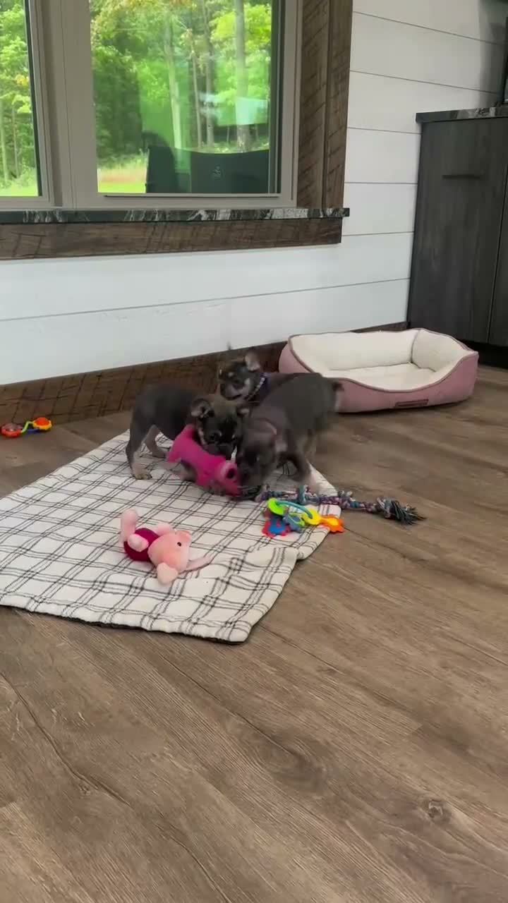 French Bulldog dogs for sale: Ember - Video 2